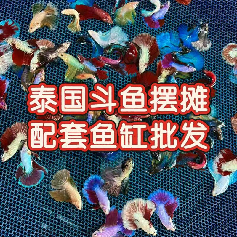 【Wholesale of complete stall sets】Thailand Betta fish matching fish tank and feed stall set, wedding dress fairy fish, internet-famous fish