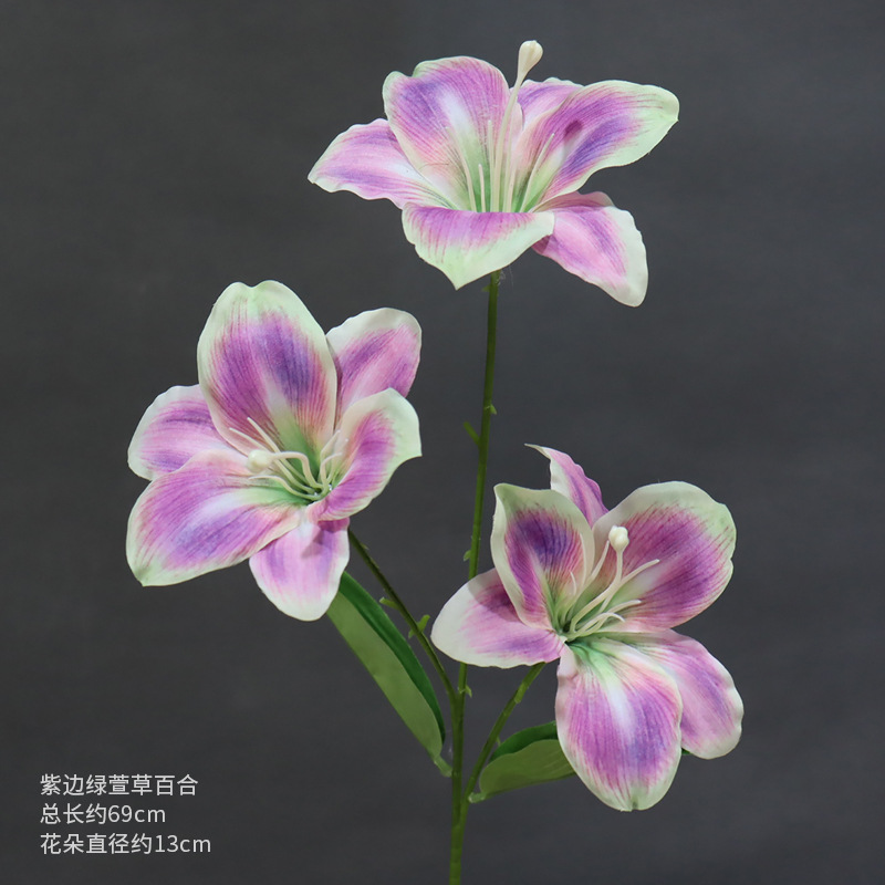 Lirio de hemerocallis verde con borde morado