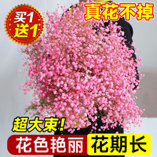 。。满天星干花花束鲜花新鲜真花云南直发永生花客厅摆设家用插花