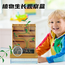 科教玩具植物生长观察盒青少年生物科学实验DIY种植玩具幼儿园