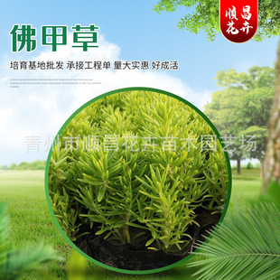 Buddha Grass Perennial Florals Green Leaves Gold Leaf Buddha Grass Seedlings Qingzhou Base Wholesale Buddha Grass Seedlings