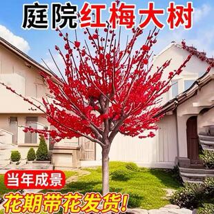 �ͺ��t÷���������ͥԺ�������ļ�����ֲ�����t÷�D÷�G÷����