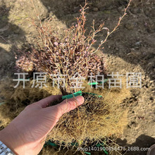 紫叶小檗树苗彩叶龟背苗木盆栽绿篱杯苗紫叶小檗小苗 全国发货