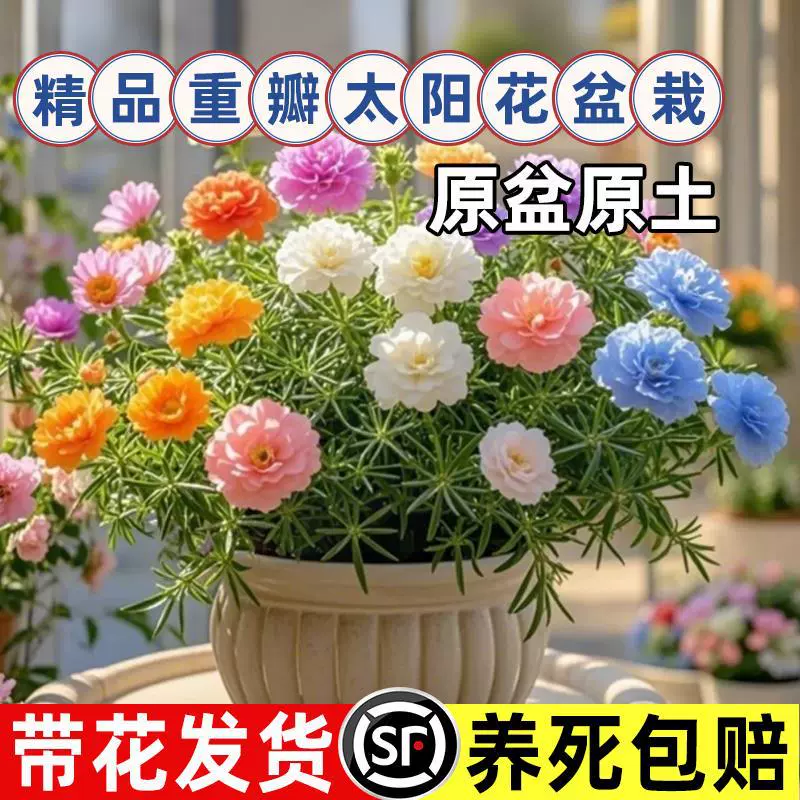 Саженцы подсолнечника с двойными лепестками и крупными цветами с бутонами, цветы для внутреннего балкона в горшках со старым сучком, легко выращиваются для новичков и легко ухаживаются в любое время года.