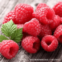 �t��ݮԭ�{ ���й��{���u��̲��Ľ˹������Ʒԭ�ϼt��ݮԭ�{