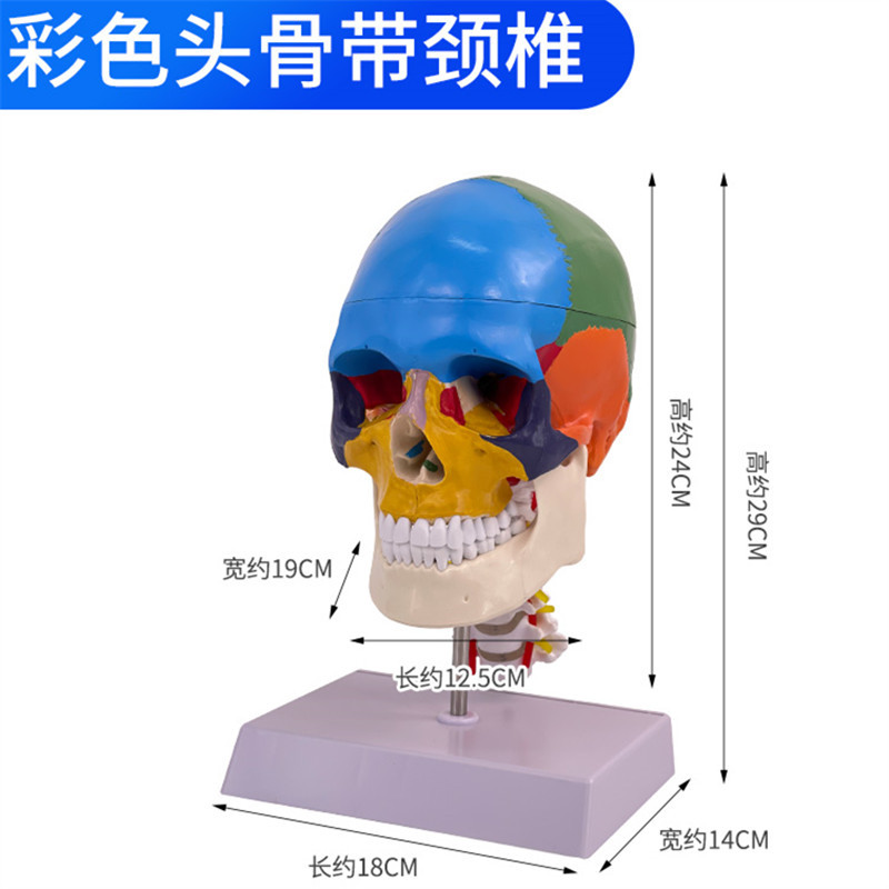 彩色头骨二款主分类1