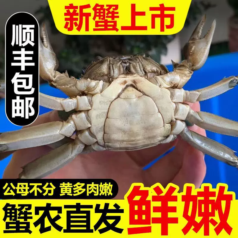 满黄六月黄公母鲜活大闸蟹一元蟹毛蟹河蟹15克起现货批发外贸批发
