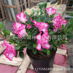 �ļ��_�������r���N���������҃����̨�Gֲ�ﻨ�܎������䘶���B