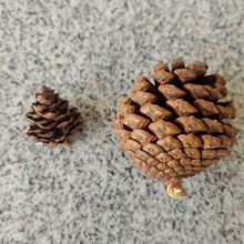 干花松果松塔手工DIY材料装饰摆件吊饰挂件拍照道具批发