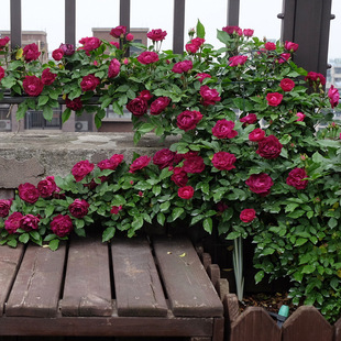 һ�����lȸ֮���ٱ��¼������������Nޱ������ɫ����ֲ��ͥԺ����