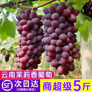 �������������5�����r������o�����������֭�Fժ�F�l��S���]