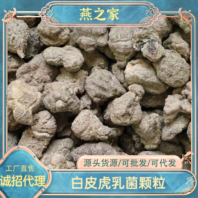 燕之家白皮虎乳菌颗粒多规格马来西亚虎奶菌批发虎乳菇虎灵芝批发