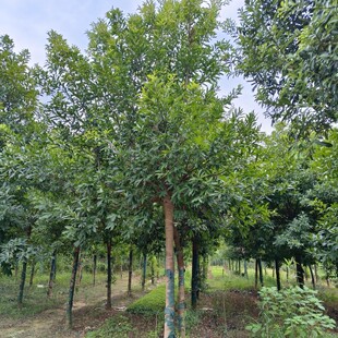 ������Ӣ����ͥԺ�e���ͺ����̾G����ľ��·�G���乫�@�е����Ӣ