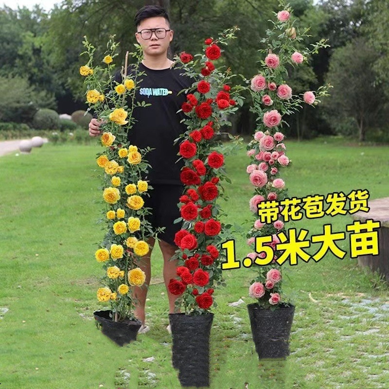 Timeto Rose Rose Four Seasons Flower Teng Vineye Rose Flower Miao…