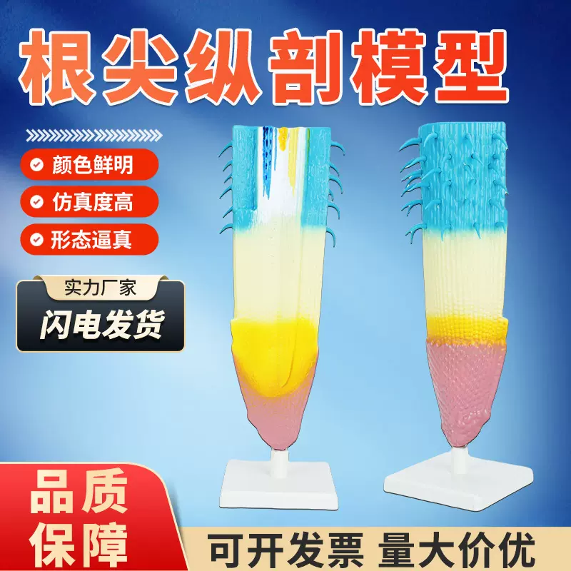 根纵剖模型植物类根系解剖研究模型初高中生物教学科教仪器
