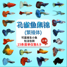 孔雀鱼大尾凤尾鱼热带纯种活淡水小型好养易观赏鱼胎生灯科鱼混养