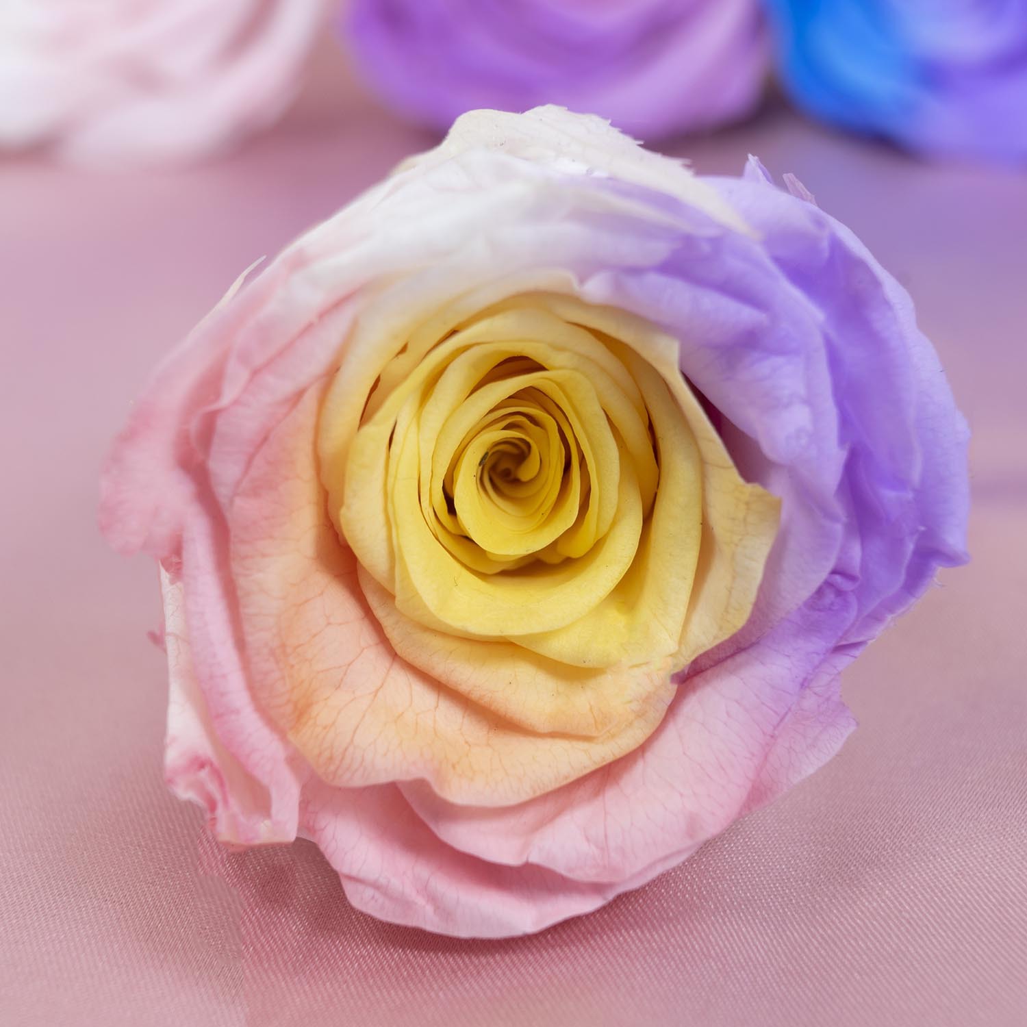 Yunnan Yongsheng flor fábrica al por mayor azul y blanco gradiente color conservado flores DIY flores eterna Rose cabeza grado A