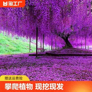 ���ٻ�������������ͥԺ�����ļ��_��ֲ���Ϙ����Ի������������}