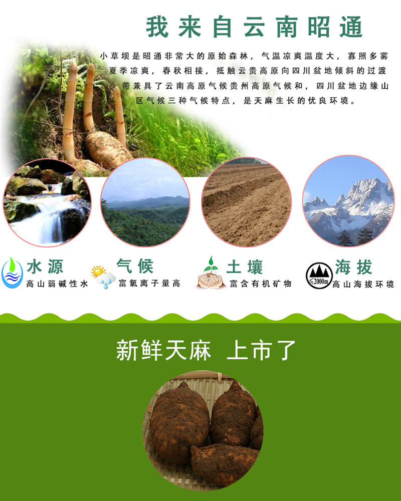 Fresh Gastrodia Root Yunnan Xiaocaoba Tian Ma 500g Wild Grown High Mountain Fresh Dug quality and texture