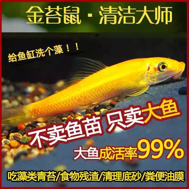 Cleanerfish, Goldfish, Moss Rat Fish, Tropical Ornamental Fish, Green Moss Rat Fish, Fish Tank Algae Remover, Small Tool Fish