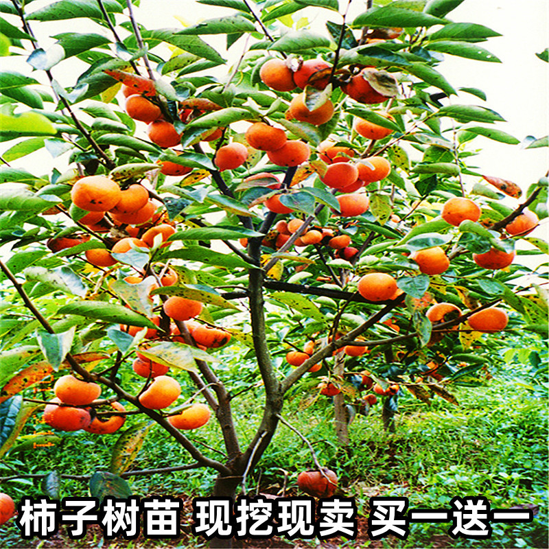 柿子苗树嫁接日本甜脆柿无核黑柿南北方软柿庭院果树种植柿子树苗