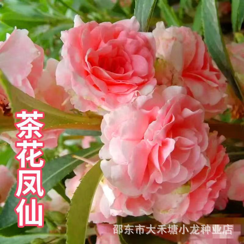Colorful Camellia Impatiens Seed Hanga Impatiens Impatiens Camellia Four Seasons Easy to Live Courtyard Balcony Potted Flower Seeds Colorful Camellia Impatiens Seed Hanga Impatiens Impatiens Camellia Four Seasons Easy to Live Courtyard Balcony Potted Flower Seeds