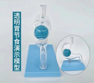 Human body transparent stomach model digestive system stomach anatomy stomach ball diet weight loss viscera teaching demonstration slimming teaching aids