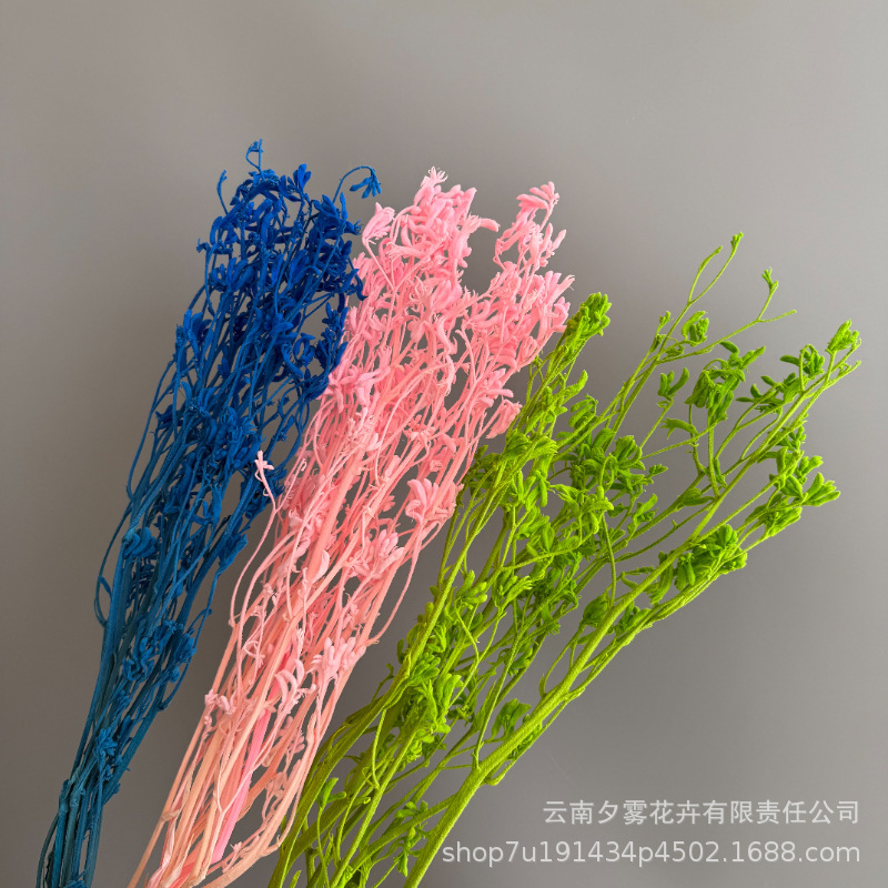 Everlasting Kangaroo Paw Flower, Natural Dried Flower, Real Flower, Everlasting Flower, Decorative Flower Arrangement, Bouquet, Home Decoration, Holiday Gift