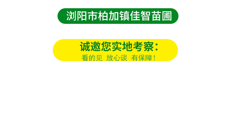 ��Ҷʯ�����-����_14