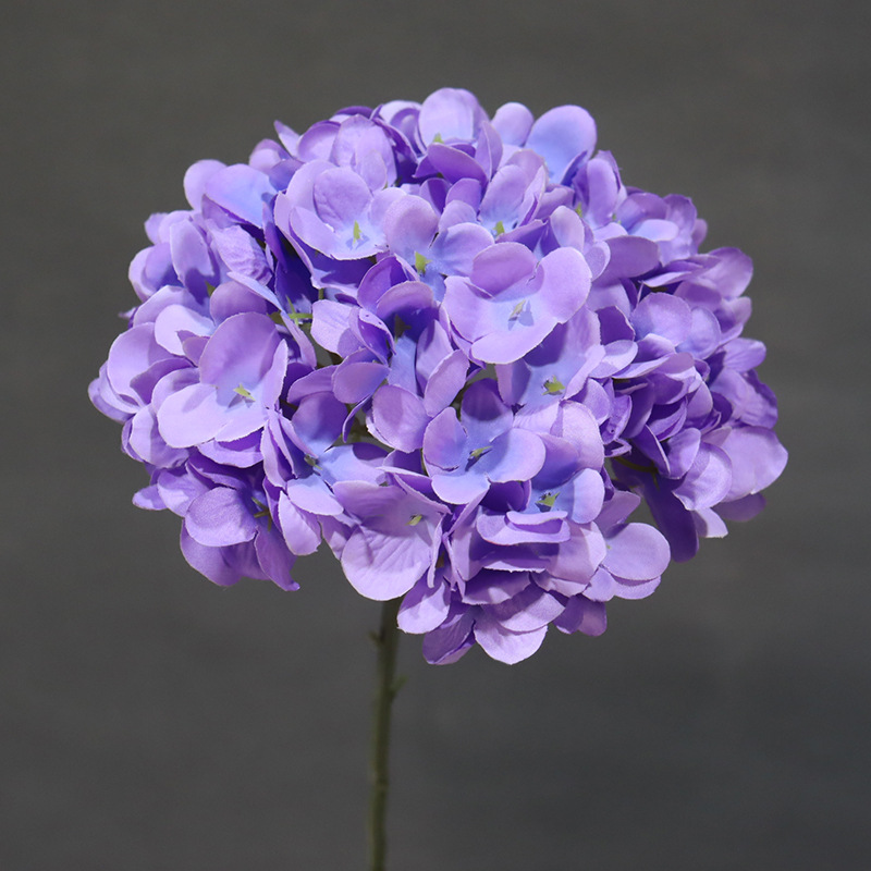 Una hortensia grande con cifrado púrpura