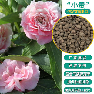 �����û��ݷN���P�ɻ��ܷN�Ӳ軨�P�ɻ��N�ӻ����׻��ļ������_��