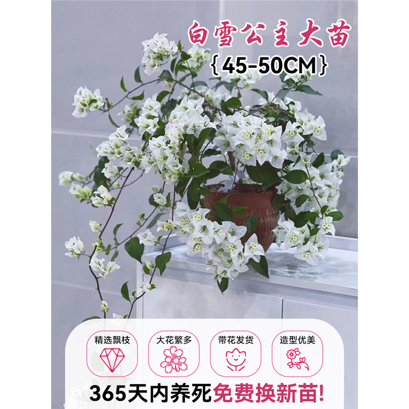[꽃과 함께 배송되는 가지, 부드럽고 키우기 쉬움] 백설공주 부겐빌레아 40-50cm [모양