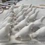 定制雕刻和平鸽动物石雕