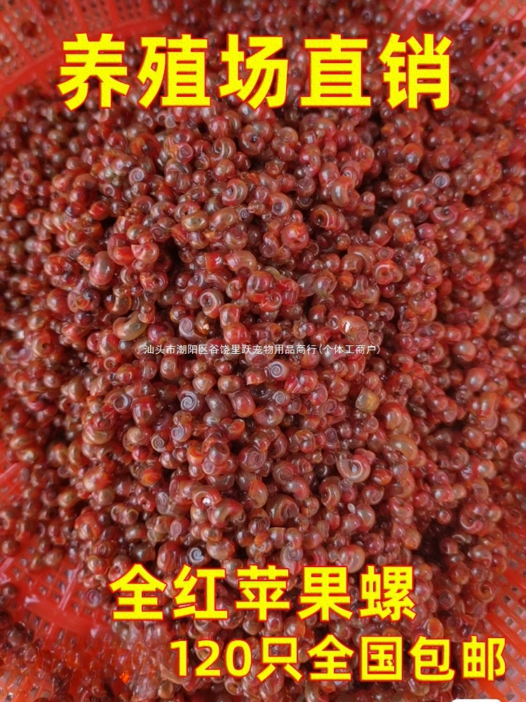 Полно-красная яблочная улитка декоративная улитка