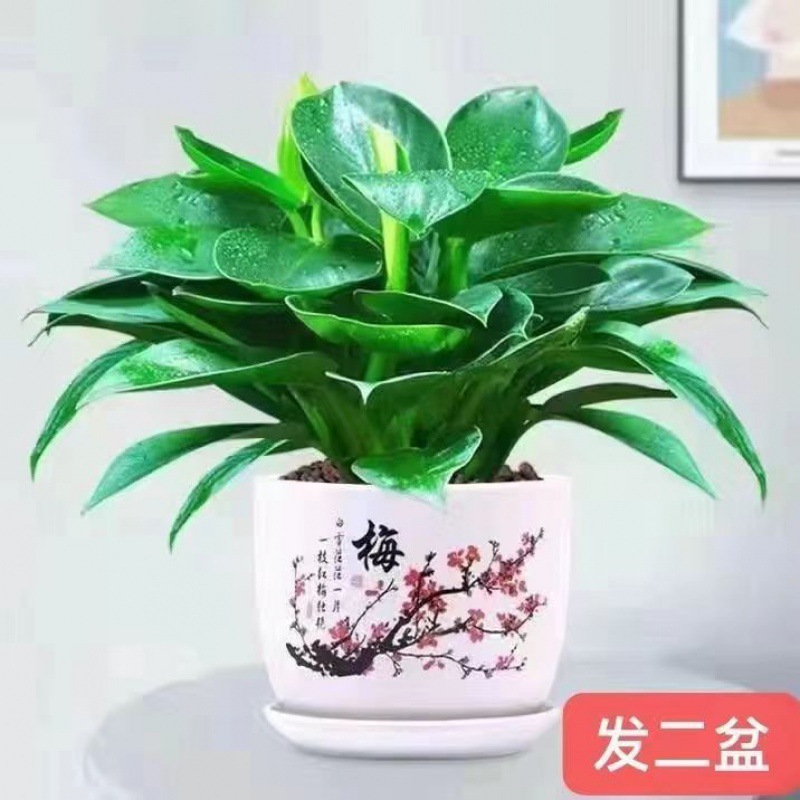 마약왕 2개 화분 + 수지홍매화 화분 2개 + 영양액