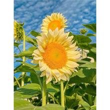 ^pտNһeZѰNļN_ͥԺ