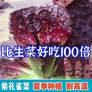 ��Ʒ�����Ͽ�ȸ�˷N�����_�R�������˷N���ļ��N���}�I�B�߲˷NZ