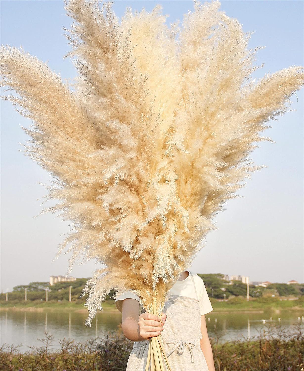 Dried pampas grass flowers, gray hairy l...