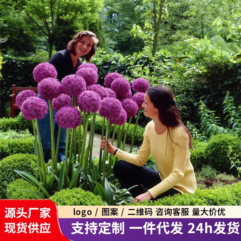 大花葱种球耐寒花卉盆栽植物庭院地栽大葱花家庭园艺球根花卉种子