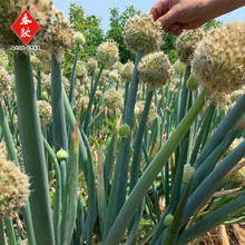 �S�Ҷ���������[�N�Ӹ߰��F�U��ͩ���[�N�Ѵ�������[��