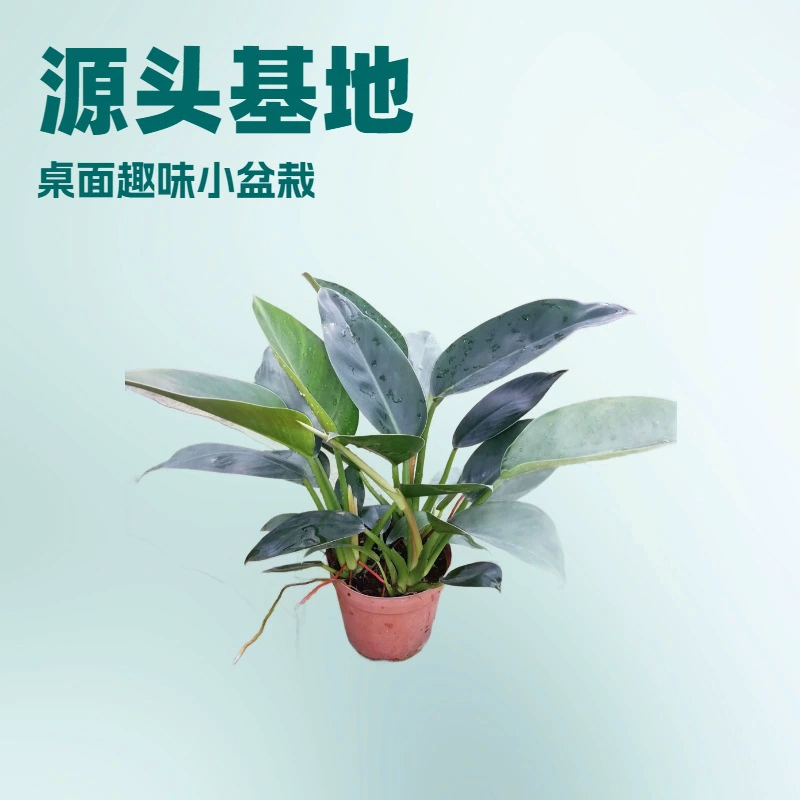 Настольные цветы и зелень для офиса и дома: Тайская золотая монстера «Даймонд» 140 # Маленькие комнатные растения оптом, зеленые лиственники в горшках