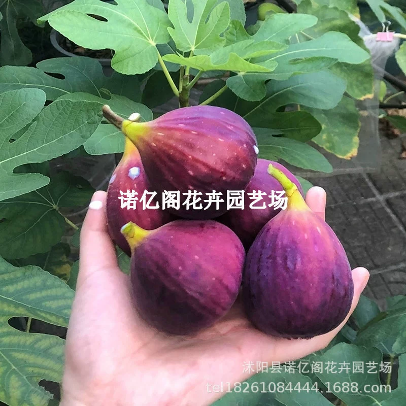 Саженцы инжира на севере и юге