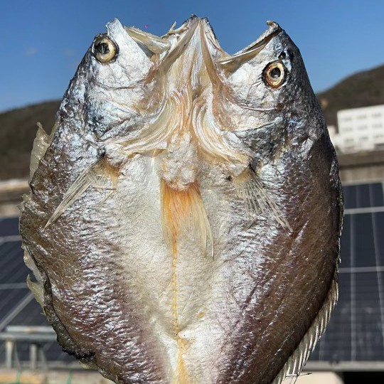 象山特产爵鲞背开黄鱼鲞东海鱼干黄花鱼干阳光自然风干脱脂黄鱼干