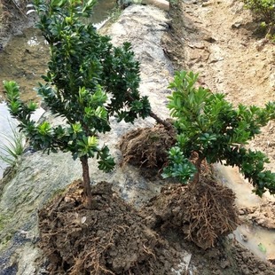 Large Pine Tree, Real Tree, Arborvitae, Pinecone, Rice Leaves, Welcoming Pine, Old Tree Stump, Courtyard Potted Bonsai, Shaped Saplings