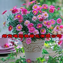 玛格丽特花种子盆栽四季开花易爆盆室内外小雏菊花卉种籽庭院阳台