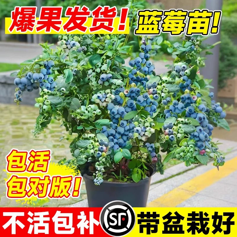 Один кусок волос черничного дерева саженцы в горшке с фруктами