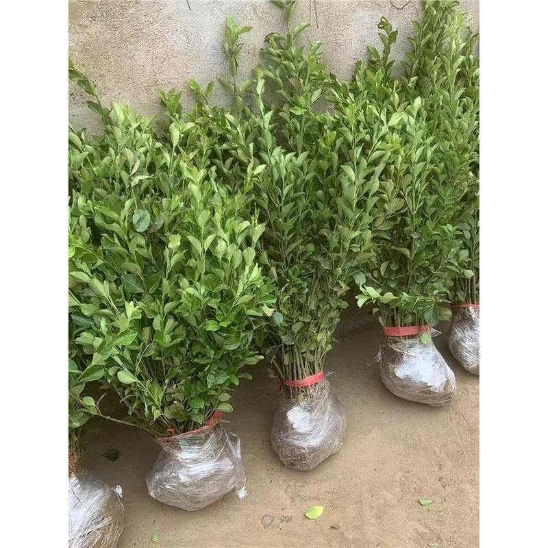 卫矛植物树苗大叶冬青篱笆苗耐旱好养活四季常青耐寒绿化工程苗木