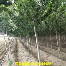 银中银中杨行道树银中杨银中杨3-15公分银中杨速生小苗杨树杨树