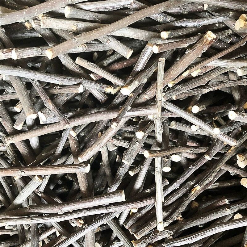 Яблоновая ветвь яблоня шиншиллы шиншиллы шиншиллы кусают деревянный кролик шиншиллы шиншиллы шиншиллы шиншиллы шиншиллы шиншиллы шиншиллы