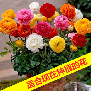 ��ëݢ�N����ĵ���N���ذ����~ĵ���ļ��׷N�׻�ֲ�����Ի��ܷN��